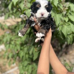 Pretzel - Tri-color male Bernedoodle puppy in Northglenn, Colorado from Colorado Bernedoodle Babies