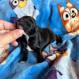 Batman - Black and white male Xoloitzcuintli puppy in Manitowoc, Wisconsin from Wonderland Kennel