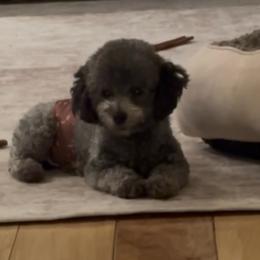 Bluey - Poodle