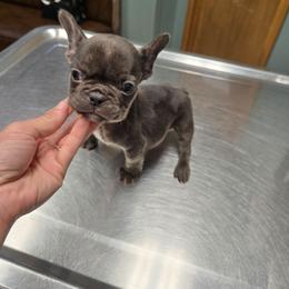 Sunny - Blue male French Bulldog puppy in Lubbock, Texas from West Texas Dachshunds LLC