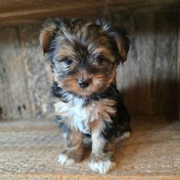 Lucy - Black and tan female Yorkshire Terrier puppy in Mountain Grove, Missouri from Precious Puppies