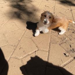 Buckwheat - Piebald male Dachshund puppy in Gainesville, Georgia from Emory Farms