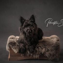 Cairn Terrier puppies from The Cairns of Killdeer
