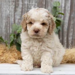 Biscuit - Buff and white male Cockapoo puppy in Seattle, Washington from Sweet Home Doodles