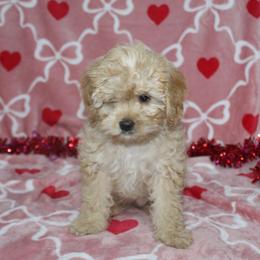Lucky - Apricot male Goldendoodle puppy in Tuscola, Illinois from Dream on puppies