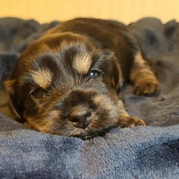 Havanese Puppies from Lakeside Havanese