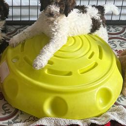 Bernedoodle, Cockapoo, and Goldendoodle Puppies from Avery Doodle Day LLC