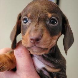 Blueprint J2 Litter - Chocolate and tan female Dachshund puppy in Mountain Grove, Missouri from Blueprint K9 Dachshunds- www.BlueprintK9.com