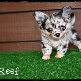Reef - Merle male Chihuahua puppy in Demorest, Georgia from Sourpatch Chihuahuas