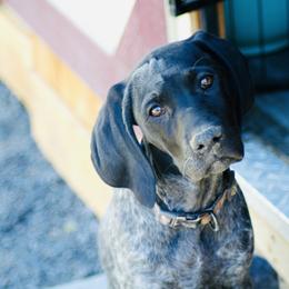 Harleigh - German Shorthaired Pointer