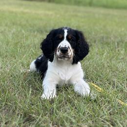 English Springer Spaniel Puppies from Willow Creek Farms