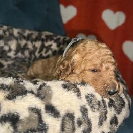 Grey Collar - Apricot female Goldendoodle puppy in Cocoa, Florida from Leopard n Lace Doodles