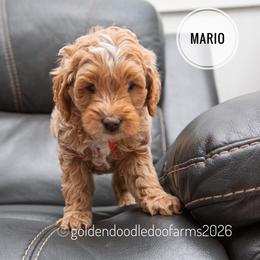 Mario - Apricot male Golden Aussiedoodle puppy in Hyrum, Utah from Goldendoodledoo Farms
