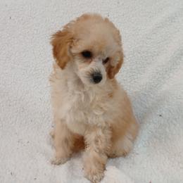 Sunshyne - Apricot male Poodle puppy in Blanch, North Carolina from Faithful Hearts Kennel