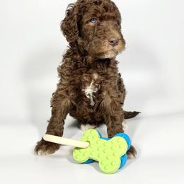 Aussiedoodle and Goldendoodle Puppies from Dandy Doodle Ranch