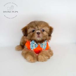 Elliot - Brindle male Shih Tzu puppy in League City, Texas from Divine Pups