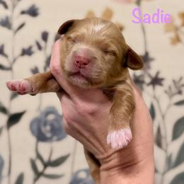 Sadie - Red  female Goldendoodle puppy in Blanchard, Oklahoma from Dream Doodles by Dondi