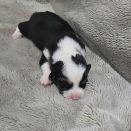 No Collar Male - Black and tan male Pembroke Welsh Corgi puppy in Tenino, Washington from LoneStar Corgis NW