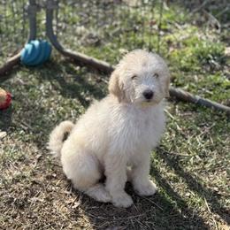 Banana cream - White male Sheepadoodle puppy in Greeneville, Tennessee from Smokey Mountain Sheepadoodles