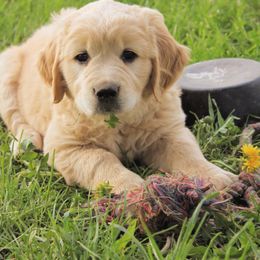Golden Retriever Puppies from Sweet Breeze Acres