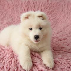 Samoyed Puppies from Rowan Hill Samoyeds