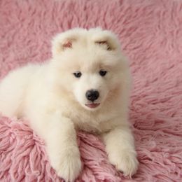 Samoyed Puppies from Rowan Hill Samoyeds