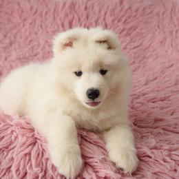 Samoyed Puppies from Rowan Hill Samoyeds