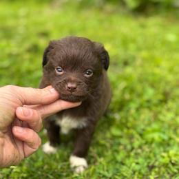 Donatello - Chocolate and white male Chihuahua puppy in Berwick, Pennsylvania from Maras puppies