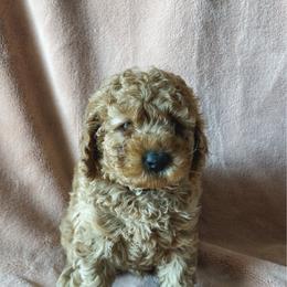 Gnocchi - Apricot male Poodle puppy in Queen Creek, Arizona from Desert Born Kennel