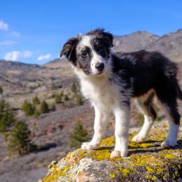 Border Collie Puppies from Bond Border Collies