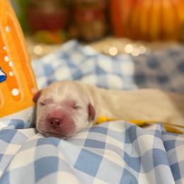 Lottie - Light golden female Golden Retriever puppy in Duncan, South Carolina from Glimmer Goldens