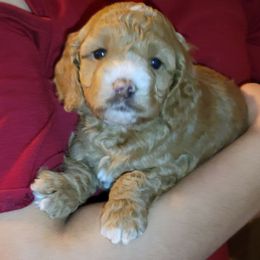 Cockapoo Puppies from Cano Cockapoos