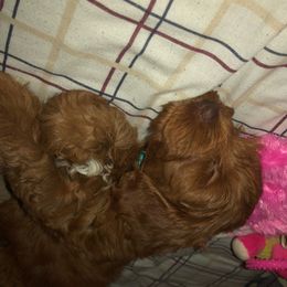 Australian Labradoodle Puppies from Desert Diamond Labradoodles
