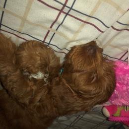 Australian Labradoodle Puppies from Desert Diamond Labradoodles