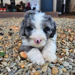 Mint - Merle female Bernedoodle puppy in Shelby, North Carolina from Forever Grateful Doodles