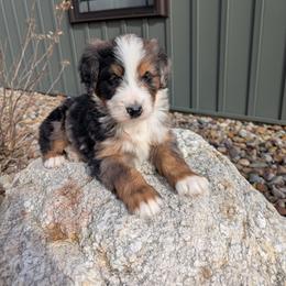 Chase - Blue merle male Bernedoodle puppy in Beach City, Ohio from Blue Cloud Doodles