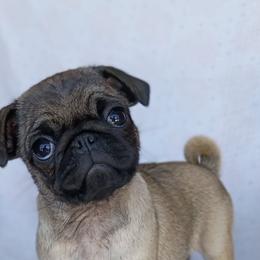 Chloe - Fawn female Pug puppy in Fall Creek, Wisconsin from Heartville Pugs
