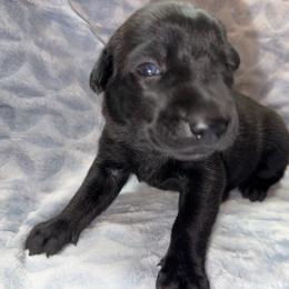 Zydeco - Black brindle male Dutch Shepherd puppy in Saint Amant, Louisiana from Mercy Kennels