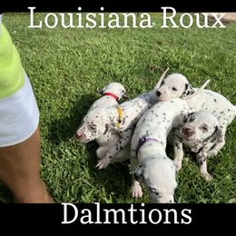 Dalmatian Puppies from Louisiana Roux Dalmatians