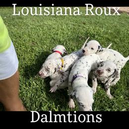 Dalmatian Puppies from Louisiana Roux Dalmatians
