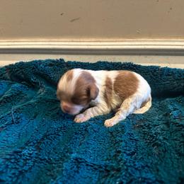 Girl 3 - Blenheim female Cavalier King Charles Spaniel puppy in Honeyville, Utah from Mike and Brandice Brown Performance Animals
