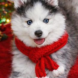 Clover - Black and white female Pomsky puppy in Albany, Indiana from Hatz Off Puppies