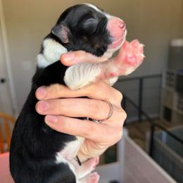 Quantum - Black tri-color male Australian Shepherd puppy in Weeki Wachee, Florida from Ace of Spades Australian Shepherds