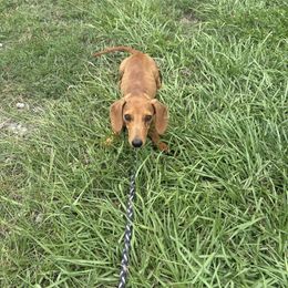 Red Boy - Red male Dachshund puppy in Lyman, Mississippi from Arnold’s Miniature Dachshunds
