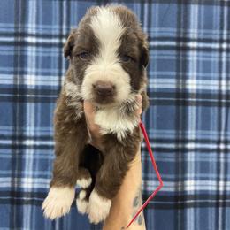 Red collar - Panda male German Shepherd puppy in Pelham, North Carolina from P & P Shepherds