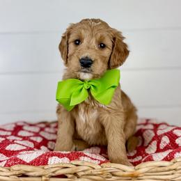 Pistachio - Green Collar - Apricot male Goldendoodle puppy in The Woodlands, Texas from Golden Fields Doodles