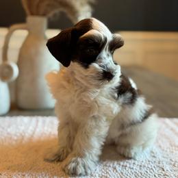 Elena - Parti female Miniature Schnauzer puppy in Daphne, Alabama from Bearded Besties of Alabama