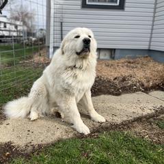 Odin - Great Pyrenees
