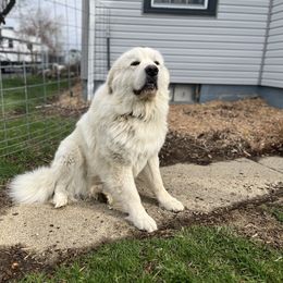 Odin - Great Pyrenees