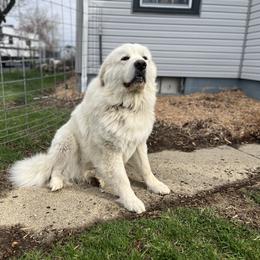 Odin - Great Pyrenees